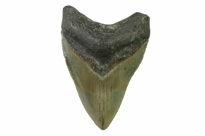Serrated, Fossil Megalodon Tooth - North Carolina #338471